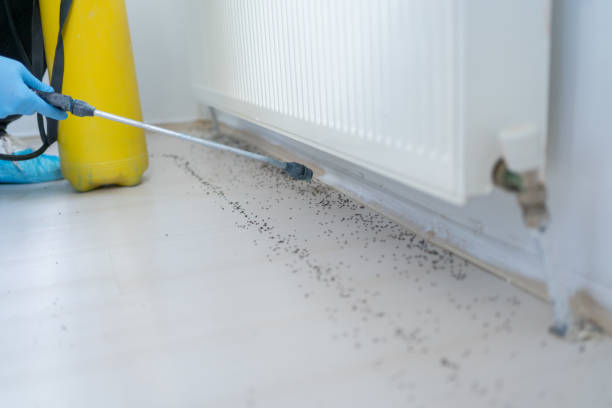 Best Best Pest Control Near Me  in Soulsbyville, CA